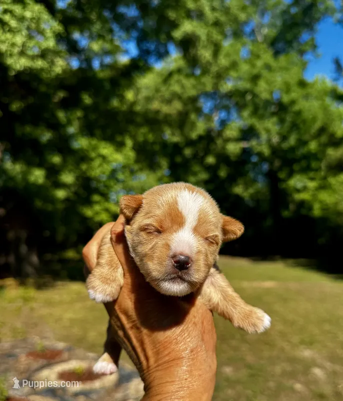 AKC Yorkie--Hero – Yorkshire Terrier puppy for sale in Greensboro, NC