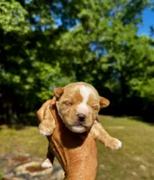 AKC Yorkie--Hero, a male Yorkshire Terrier for sale in Greensboro, NC – 1 of 8