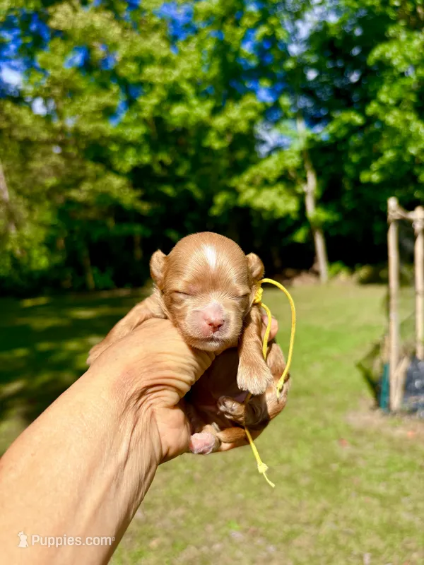 Tea Cup Korean Maltipoo -Pecan  – Maltipoo, Poodle - Toy  puppy for sale in Greensboro, NC
