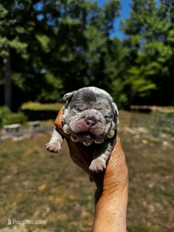 Molly – French Bulldog puppy for sale in Greensboro, NC