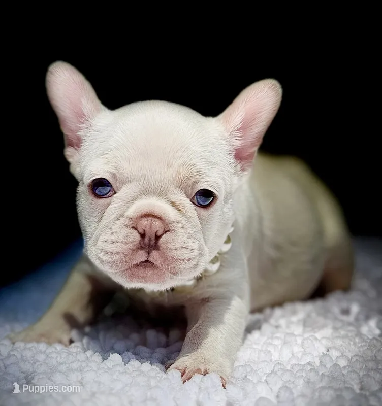 Gail – French Bulldog puppy for sale in Greensboro, NC
