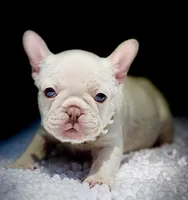 Gail, a female French Bulldog for sale in Greensboro, NC – 1 of 9