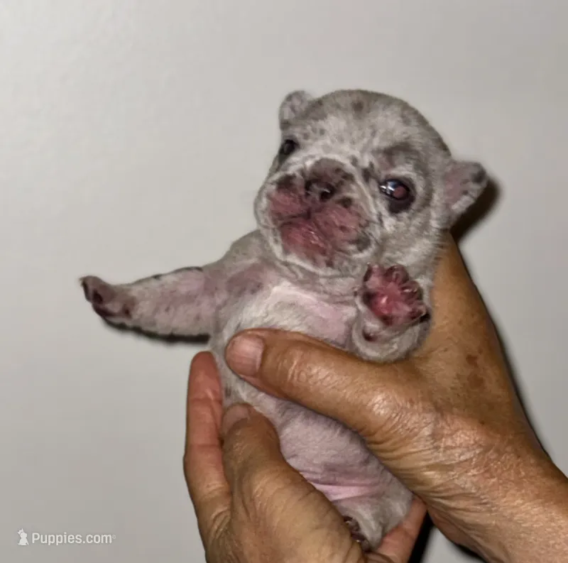 CHIPS – French Bulldog puppy for sale in Greensboro, NC