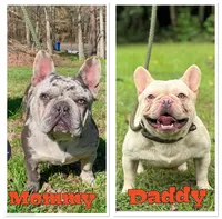 Golf, a male French Bulldog for sale in Greensboro, NC – 8 of 8