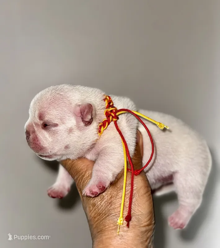 Chilly – French Bulldog puppy for sale in Greensboro, NC