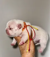Chilly, a male French Bulldog for sale in Greensboro, NC – 1 of 8