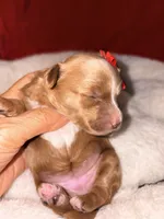 Amber-Korean Red Toy Maltipoo, a female Maltipoo and Poodle - Toy  for sale in Greensboro, NC – 4 of 10