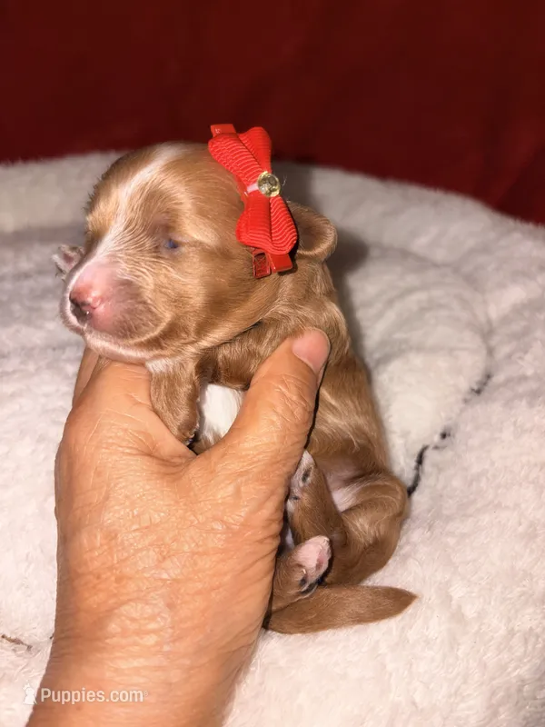 Amber-Korean Red Toy Maltipoo – Maltipoo, Poodle - Toy  puppy for sale in Greensboro, NC