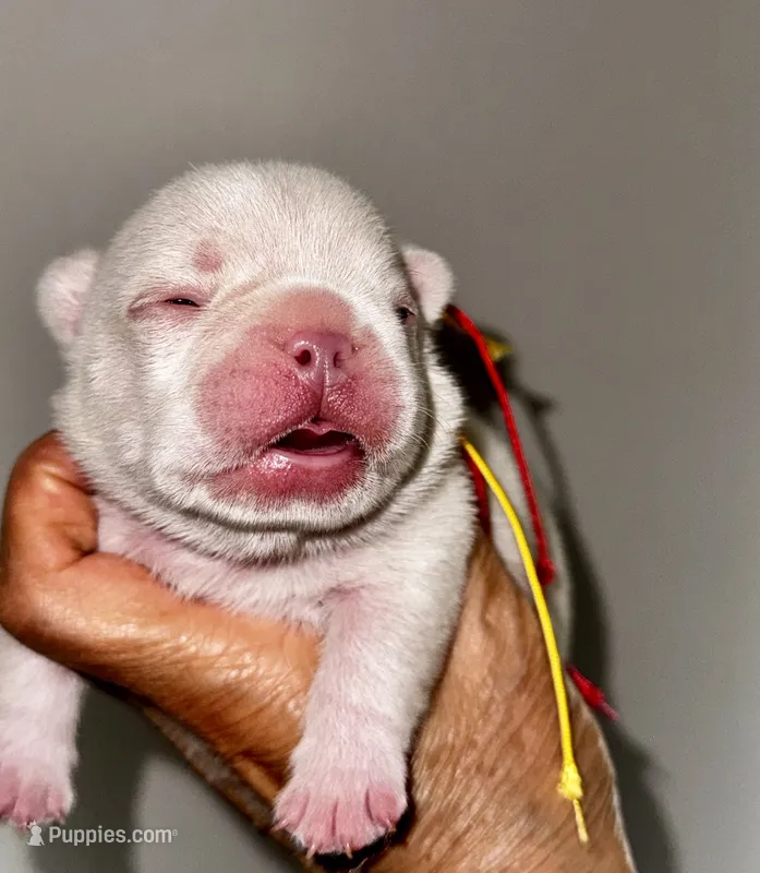 Chilly – French Bulldog puppy for sale in Greensboro, NC