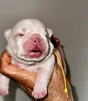 Chilly, a male French Bulldog for sale in Greensboro, NC – 2 of 8