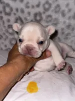 CHICO, a male French Bulldog for sale in Greensboro, NC – 4 of 10