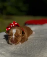 AKC Yorkie HONEY, a female Yorkshire Terrier for sale in Greensboro, NC – 5 of 8