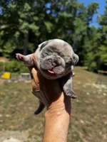 Mochi, a female French Bulldog for sale in Greensboro, NC – 2 of 5