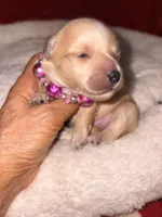 Korean Red toy Maltipoo-Apple, a female Maltipoo and Poodle - Toy  for sale in Greensboro, NC – 6 of 10