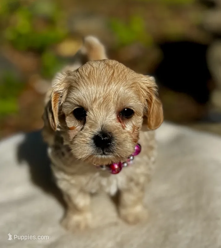 CHLOE-Korean Maltipoo – Maltipoo, Poodle - Toy  puppy on hold in Greensboro, NC