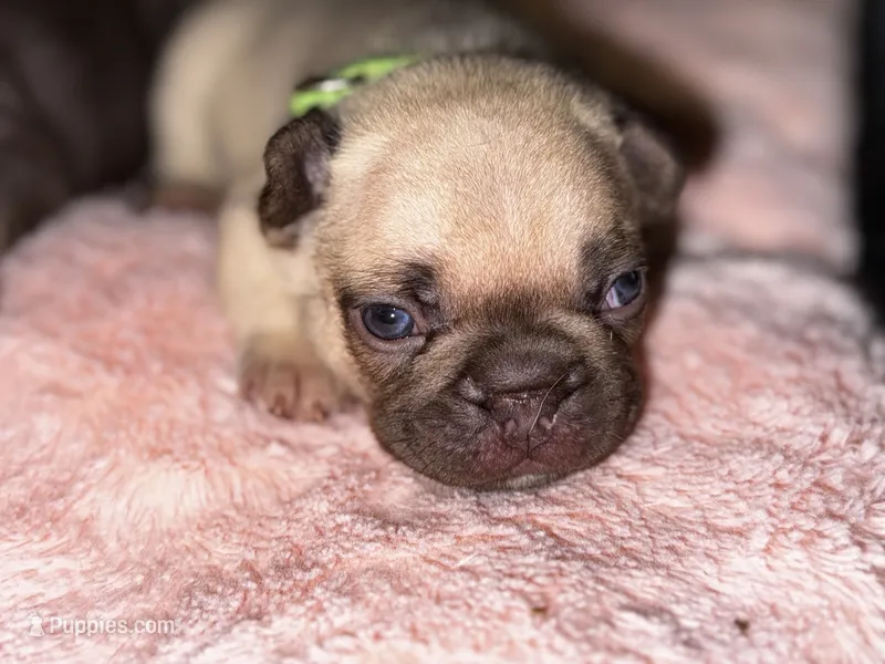 Miso – French Bulldog puppy for sale in Greensboro, NC