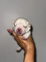 GODO, a male French Bulldog for sale in Greensboro, NC – 5 of 8