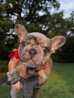 Mochi, a female French Bulldog for sale in Greensboro, NC – 9 of 10