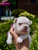 CHICO, a male French Bulldog for sale in Greensboro, NC – 6 of 10