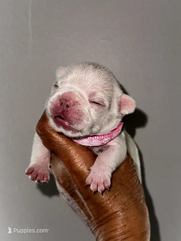 Gail – French Bulldog puppy for sale in Greensboro, NC