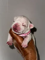 Gail, a female French Bulldog for sale in Greensboro, NC – 1 of 9