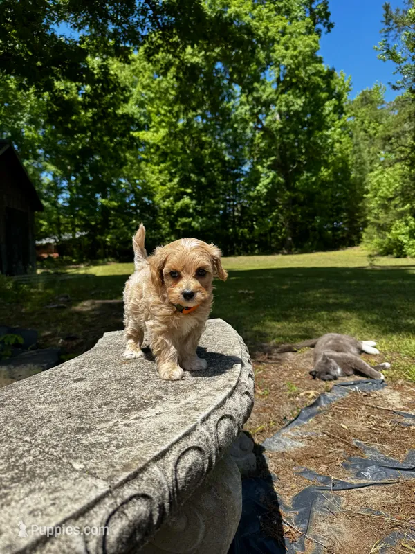 Chase-Korean Maltipoo – Maltipoo, Poodle - Toy  puppy for sale in Greensboro, NC