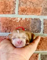Pie, a male Maltipoo and Poodle - Toy  for sale in Greensboro, NC – 8 of 10