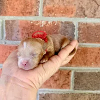 Pie, a male Maltipoo and Poodle - Toy  for sale in Greensboro, NC – 7 of 10