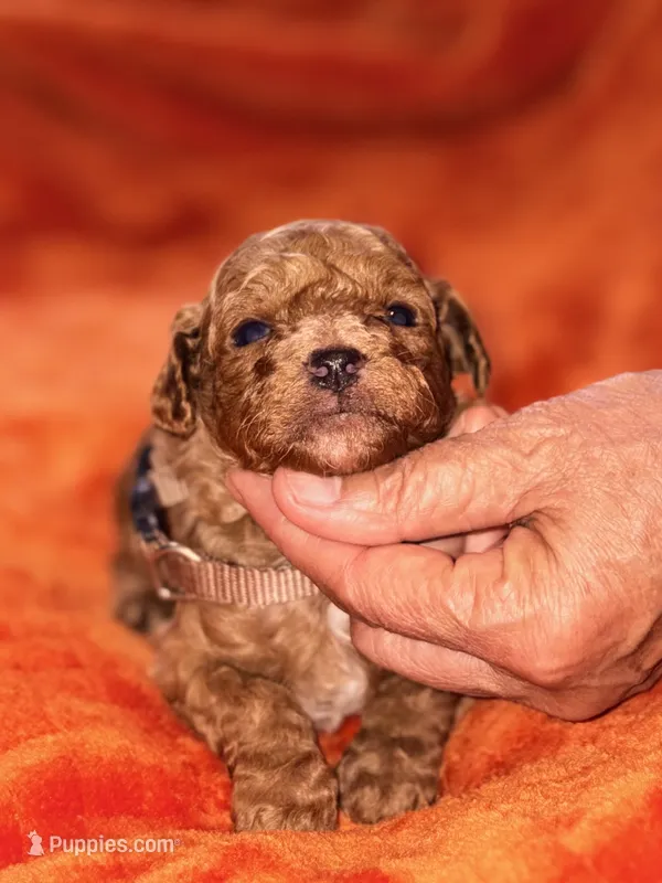 Archie-Korean toy  Maltipoo – Maltipoo, Poodle - Toy  puppy for sale in Greensboro, NC