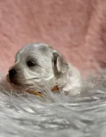 CLAY-Korean Maltipoo boy, a male Maltipoo and Poodle - Toy  for sale in Greensboro, NC – Photo 2 of 8