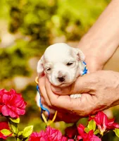 CLAY, a male Maltipoo and Poodle - Toy  for sale in Greensboro, NC – Photo 1 of 5