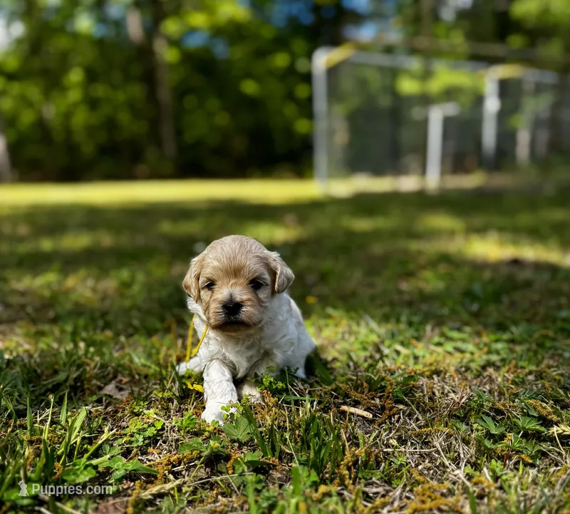 CLAY-Korean Maltipoo boy – Maltipoo, Poodle - Toy  puppy on hold in Greensboro, NC