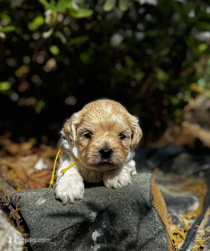 CLAY-Korean Maltipoo boy – Maltipoo, Poodle - Toy  puppy for sale in Greensboro, NC