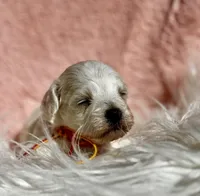 CLAY-Korean Maltipoo boy, a male Maltipoo and Poodle - Toy  for sale in Greensboro, NC – Photo 1 of 8