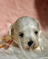 CLAY-Korean Maltipoo boy, a male Maltipoo and Poodle - Toy  for sale in Greensboro, NC – Photo 3 of 8