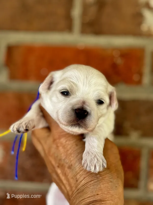 CLAY – Maltipoo, Poodle - Toy  puppy for sale in Greensboro, NC