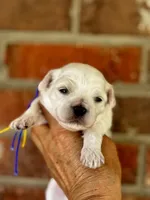 CLAY, a male Maltipoo and Poodle - Toy  for sale in Greensboro, NC – Photo 2 of 5