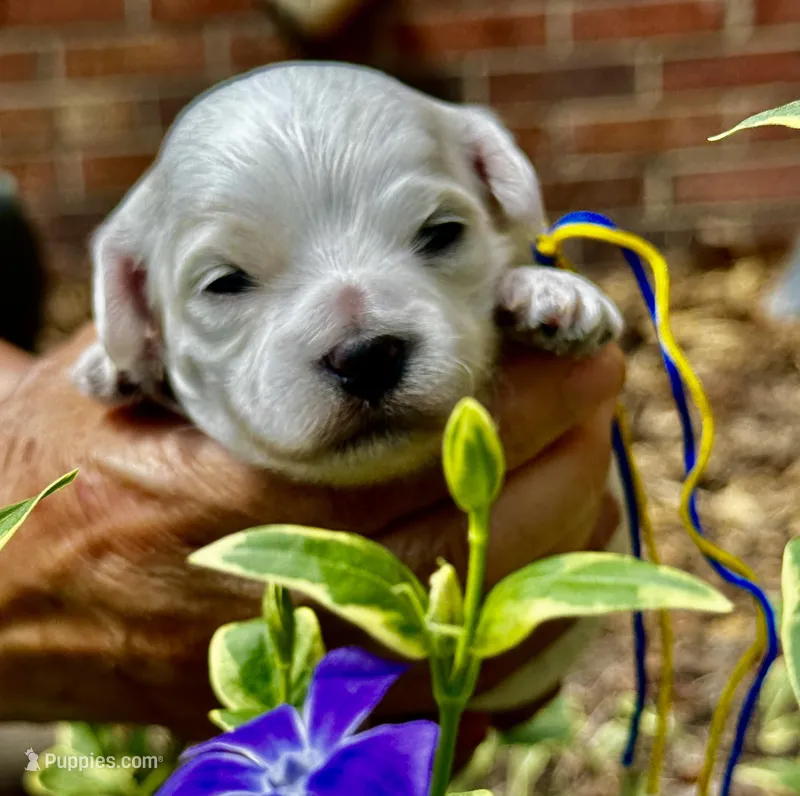 CLAY – Maltipoo, Poodle - Toy  puppy for sale in Greensboro, NC