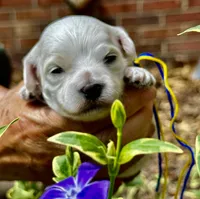 CLAY, a male Maltipoo and Poodle - Toy  for sale in Greensboro, NC – Photo 3 of 5