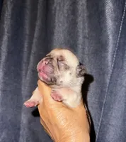 Miso, a male French Bulldog for sale in Greensboro, NC – 5 of 7