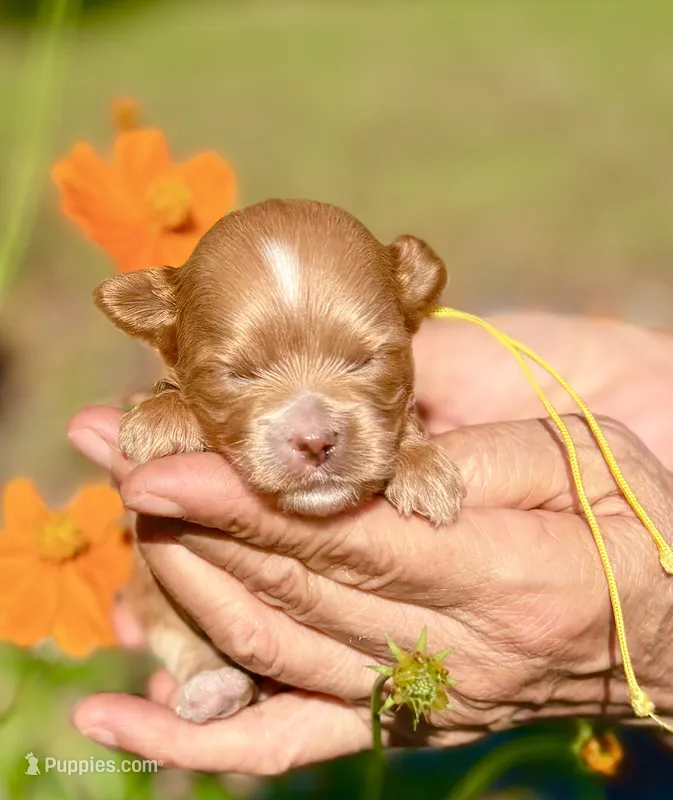 Tea Cup Korean Maltipoo -Pecan  – Maltipoo, Poodle - Toy  puppy for sale in Greensboro, NC