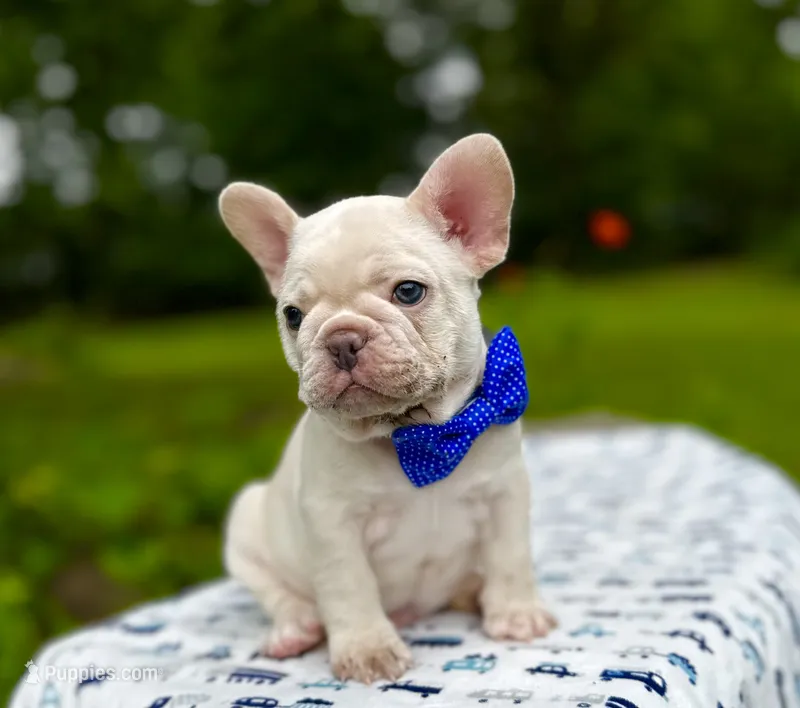 GODO – French Bulldog puppy for sale in Greensboro, NC