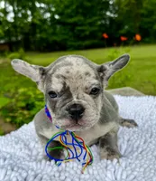 Moe, a male French Bulldog for sale in Greensboro, NC – 7 of 10