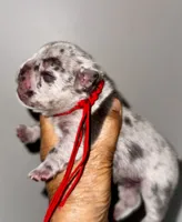 CHIPS, a male French Bulldog for sale in Greensboro, NC – 2 of 7