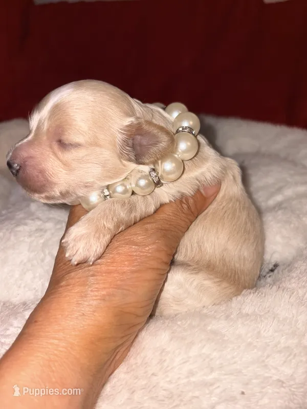 KOREAN TOY Maltipoo - Acorn  – Maltipoo, Poodle - Toy  puppy for sale in Greensboro, NC