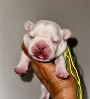 CHICO, a male French Bulldog for sale in Greensboro, NC – 1 of 7