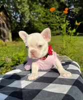 Cherry, a female French Bulldog for sale in Greensboro, NC – 6 of 10