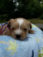 AKC Yorkie--Handy, a male Yorkshire Terrier for sale in Greensboro, NC – 4 of 8