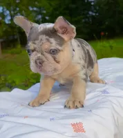 Molly, a female French Bulldog for sale in Greensboro, NC – 2 of 8