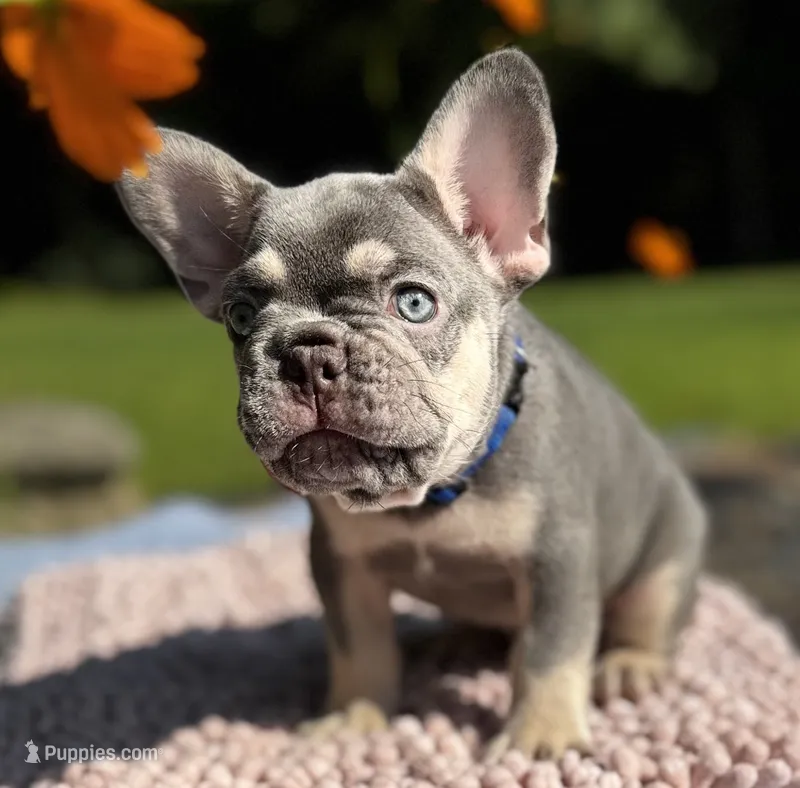 Duke – French Bulldog puppy for sale in Greensboro, NC